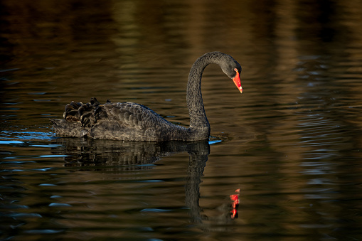 Beautiful black swan (Cygnus atratus) swimming in a lake in the last sunlight.