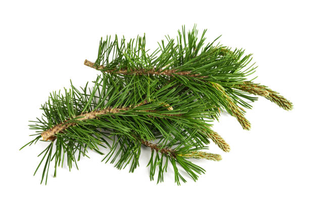 Mugo pine branches Mugo pine branches  isolated on white background dwarf pine trees stock pictures, royalty-free photos & images