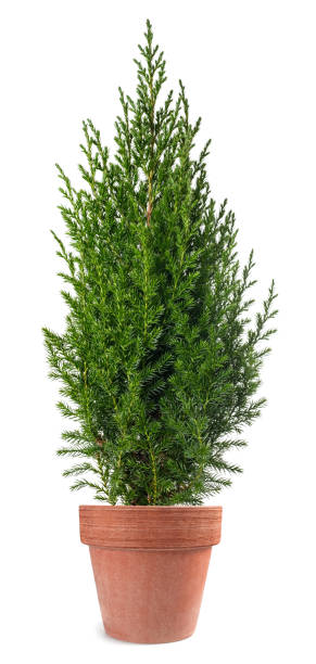 istock Chinese juniper plant in vase 1457169364