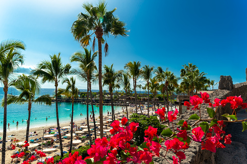 Beautiful landscape of Anfi del Mar playa surrounded by red flowers and palm trees in the summer holiday, Gran Canaria, Spain