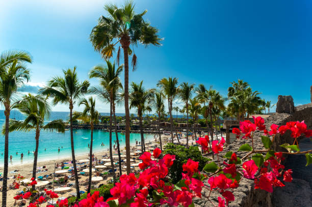 istock Anfi del Mar playa surrounded by red flowers 1457172552