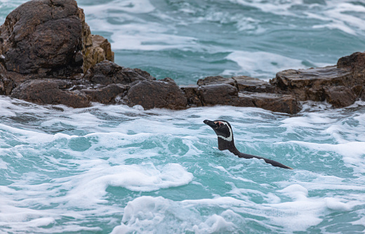 A Magellanic Penguuin, Spheniscus magellanicus, swimming through the sea surf as it goes out to feed in the South Atlantic Ocean off Pebble Island, Falkland Islands