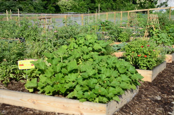 istock Community Vegetable Garden 1457179133