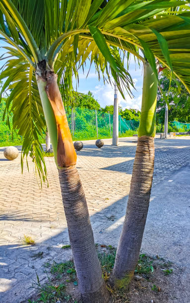 istock Tropical natural palm tree coconuts blue sky in Mexico. 1457180747