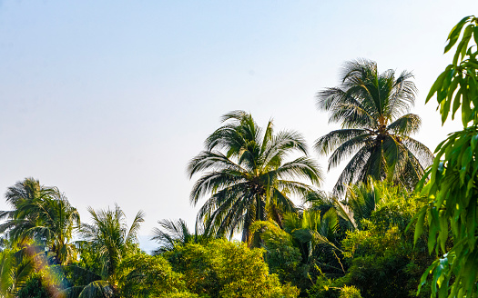 A coconut palm tree on a sunny day creates a lovely and tropical backdrop. In a sunny weather the palm tree leaves sway in the breeze and the sunlight filters through the leaves creating a beautiful natural ambiance.