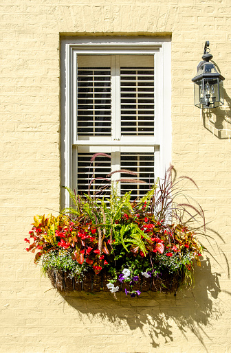 Elegant window box with purple pansies, red begonias and ferns
