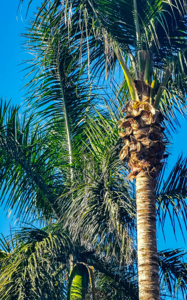 istock Tropical natural palms palm tree coconuts blue sky in Mexico. 1457181548