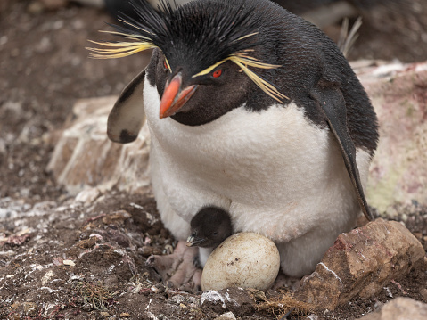 A Southern Rockhopper Penguin,  Eudyptes chrysocome; protecting its newly-hatched chick, and an egg which is yet to hatch. Pebble Island, Falkland Islands.