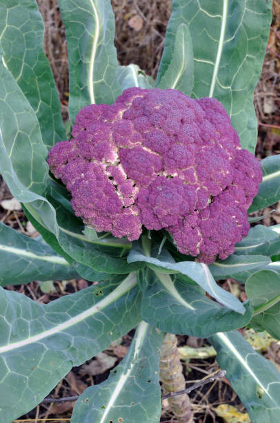 istock close-up of ripe violet cauliflower 1457182720