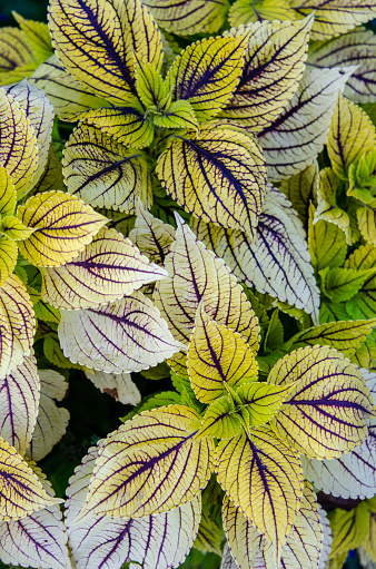 Colorful Coleus, Solenostemon, brightens up any Summer or Fall garden.