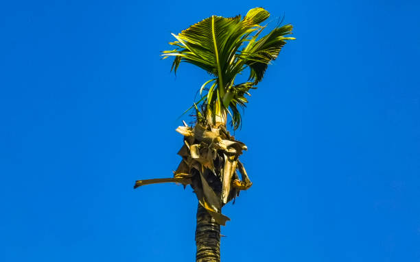 istock Tropical beautiful natural palms palm tree trees coconuts blue sky in Mexico. 1457184743