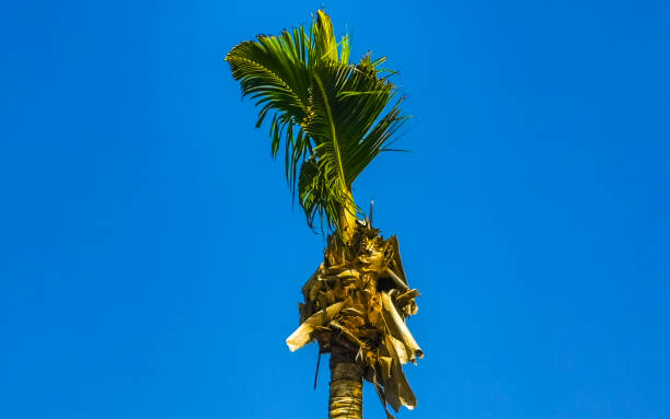 istock Tropical natural palms palm tree coconuts blue sky in Mexico. 1457184775