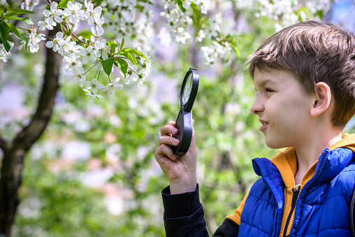Little boy looking at flower through magnifier. Charming schoolboy exploring nature. Kid discovering spring cherry blossoms with magnifying glass. Young biologist, curious child outdoor activity.