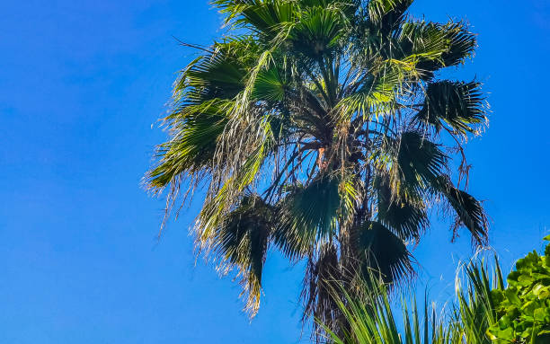 istock Tropical natural palm tree coconuts blue sky in beautiful Mexico. 1457187122