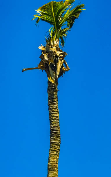 istock Tropical beautiful natural palm tree trees coconuts blue sky in Mexico. 1457187167