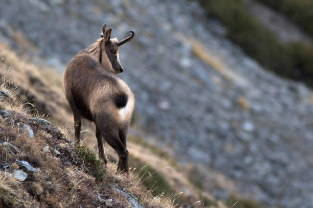 istock free and wild animals 1457187801