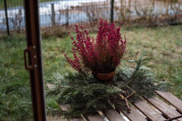 istock Heather plant in a pot on the balcony. 1457189898