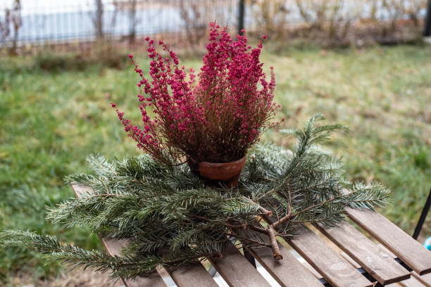 istock Heather plant in a pot on the balcony. 1457189906