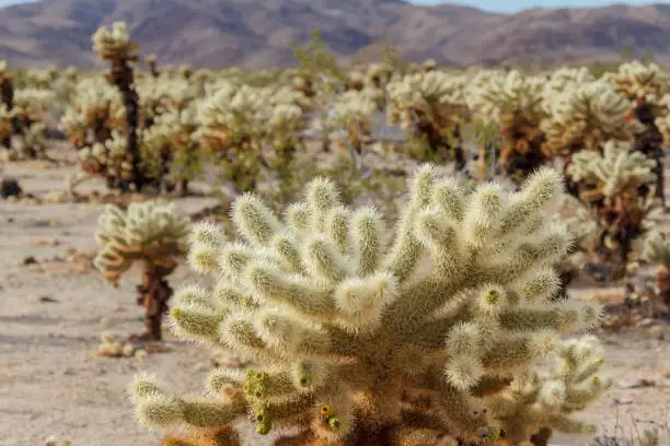 The Cholla Cactus Garden is an area of an intense concentration of cholla cacti in Joshua Tree National Park in California. Located at the border of the upper Mojave Desert and the lower Colorado Desert.