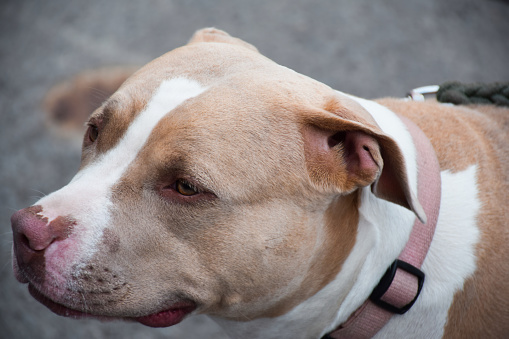 Closeup face portrait of pitbull dog on a leash