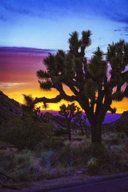 istock Joshua Tree silhouette with colorful sunset in the background 1457191676