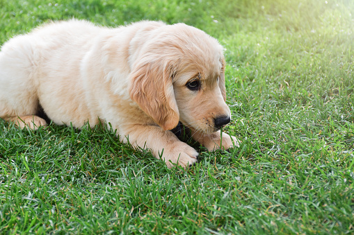 Cute little golden retriever puppy laying on green grass looking scared or shy