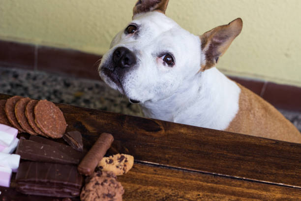 istock Dog and dangerous food to him 1457192007