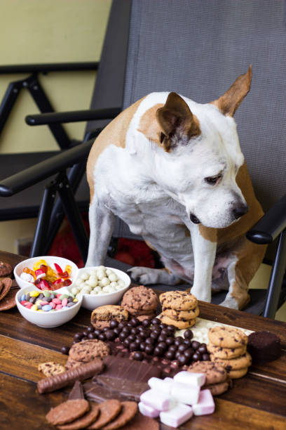 istock Dog and dangerous food to him 1457192019