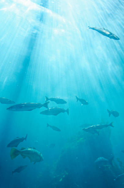 istock Atlantic Sea Park in Alesund - Norway 1457192492