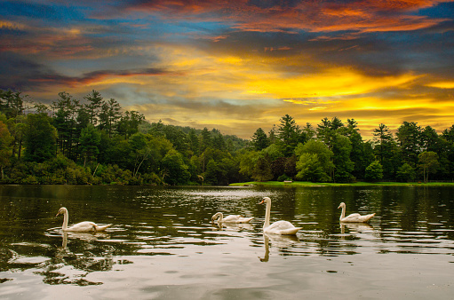 Swimming Swans on Summer pond at sunset