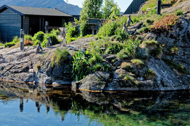 istock Penguins in Alesund Aquarium - Norway 1457192519