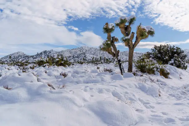 Snow covering landscape and yucca brevifolia in December Winter in Joshua Tree National Park, California, USA.