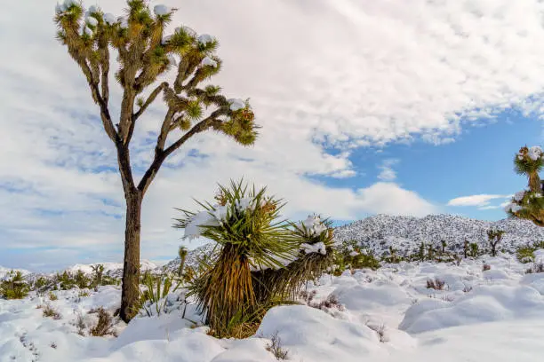 Joshua Tree National Park landscape after a snowstorm in Winter. Located outside of Black Rock Canyon Campground in Yucca Valley, California, USA.