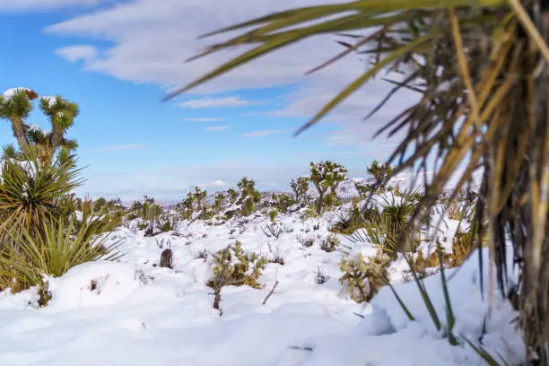 Joshua Tree National Park landscape after a snowstorm with multiple Joshua Trees and Mojave Yuccas in the foreground. Joshua Tree, California, USA.