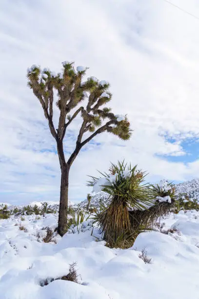 Single Joshua Tree and a Yucca in Joshua Tree National Park landscape after a snowstorm. Yucca Valley, California, USA.