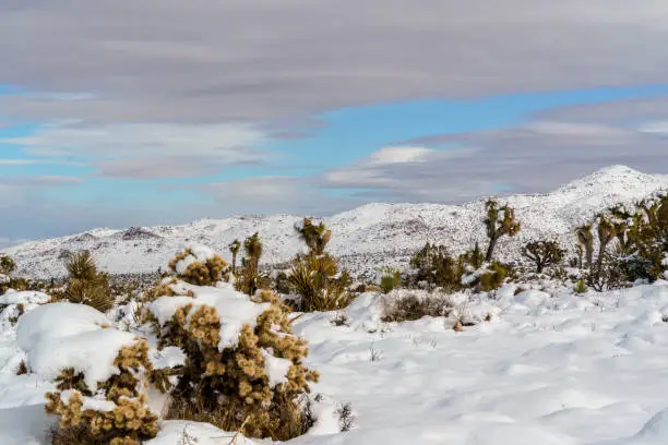 Snowy landscape at Joshua Tree National Park, California after a winter snow storm in December.
