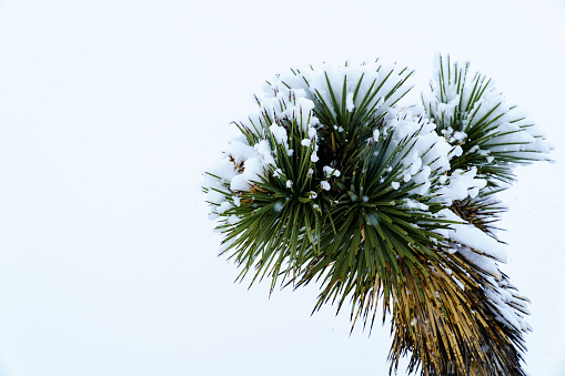 Branch of Joshua Tree Yucca brevifolia with snow on the tips of the needles.
