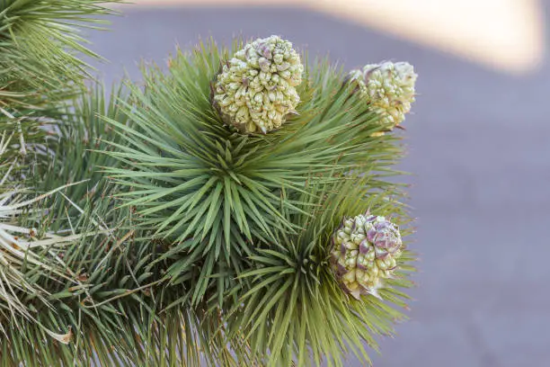 Details of flowering blooms of a Joshua Tree Yucca brevifolia in Yucca Valley, California, USA.
