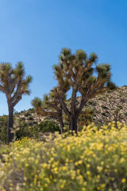 Joshua trees with yellow wildflowers in the foreground and a clear blue sky with mountains in the background. Located on High View Nature Trail in the Black Rock Canyon area of Joshua Tree National Park, California, USA.