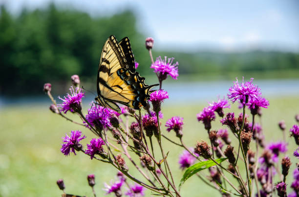 istock Swallowtail Butterfly, Brilliant Sunrise over a Lake 1457193160