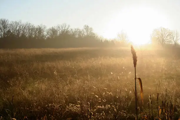 Fall Sunrise Behind and Sunlight Stalk of Sorghum at Missouri Conservation Area field in Cross Timbers, Missouri, USA.