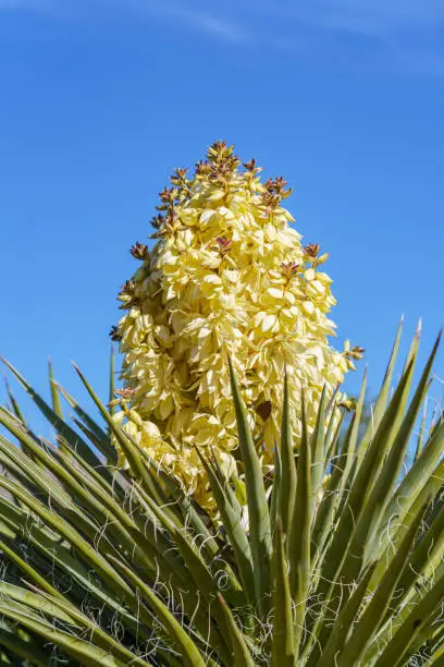 Flowering bloom of a Mojave Yucca Yucca schidigera at Joshua Tree National Park in California, USA.