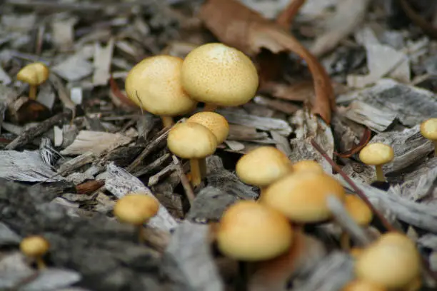 Macro photo of a group of small wild mushrooms growing in a forest surrounded by woodchips.