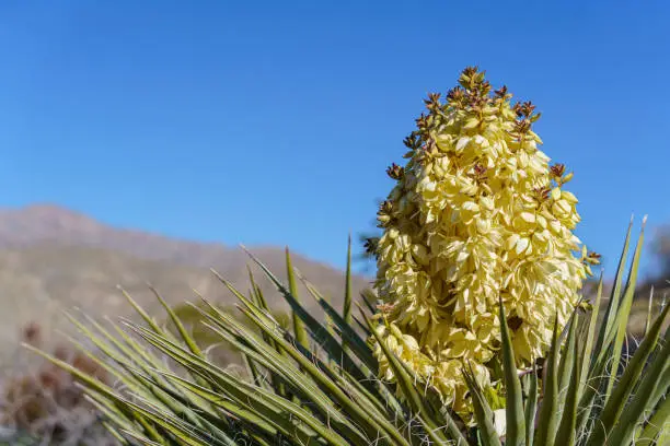Flowering bloom and needles of a Mojave Yucca Yucca schidigera at Joshua Tree National Park in California, USA.