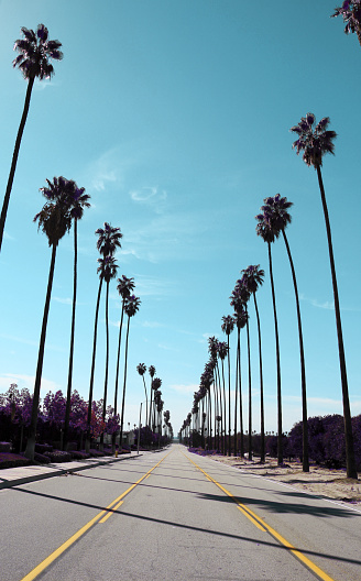 Palm tree-lined street with blue sky in Southern California.