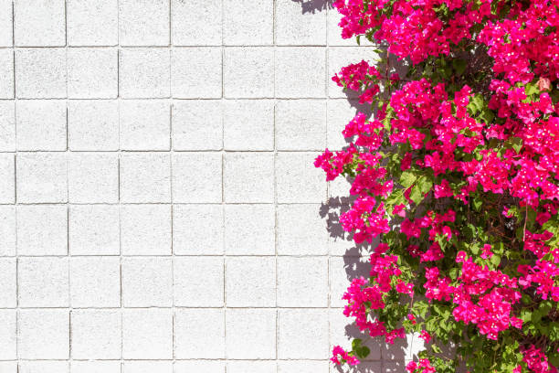 Hot pink Barbara Karst bougainvillea on a blank, white block wall background in Palm Springs, California, USA.