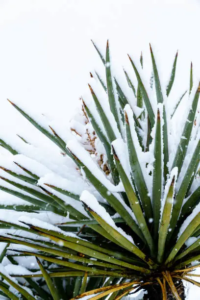 Mojave Yucca with snow on the leaves in the Mojave Desert, California, USA.