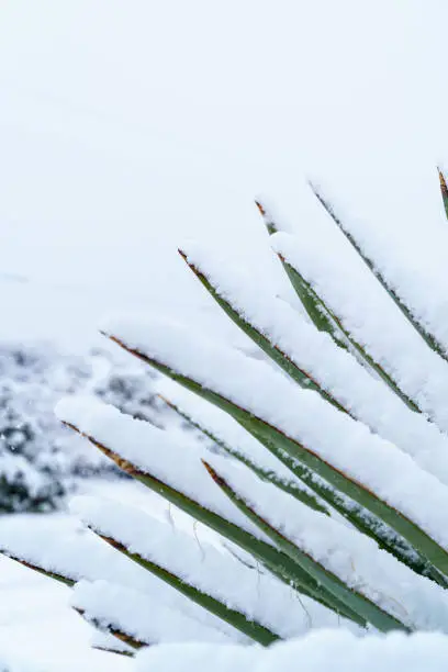 Closeup of Mojave Yucca leaves with snow on them in the Mojave Desert, California, after winter snow.