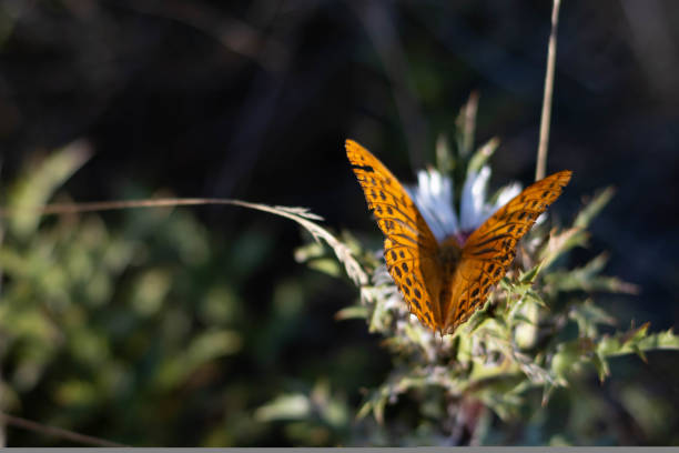 Silver washed fritillary butterfly, deep orange with black spots, Parma Italy. High quality photo