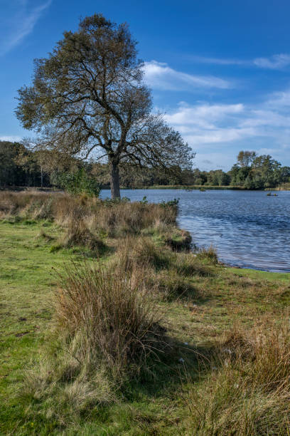 istock Pen Ponds in Richmond Park 1457194861